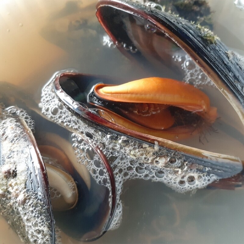 양양몰,자연산섭국 2팩